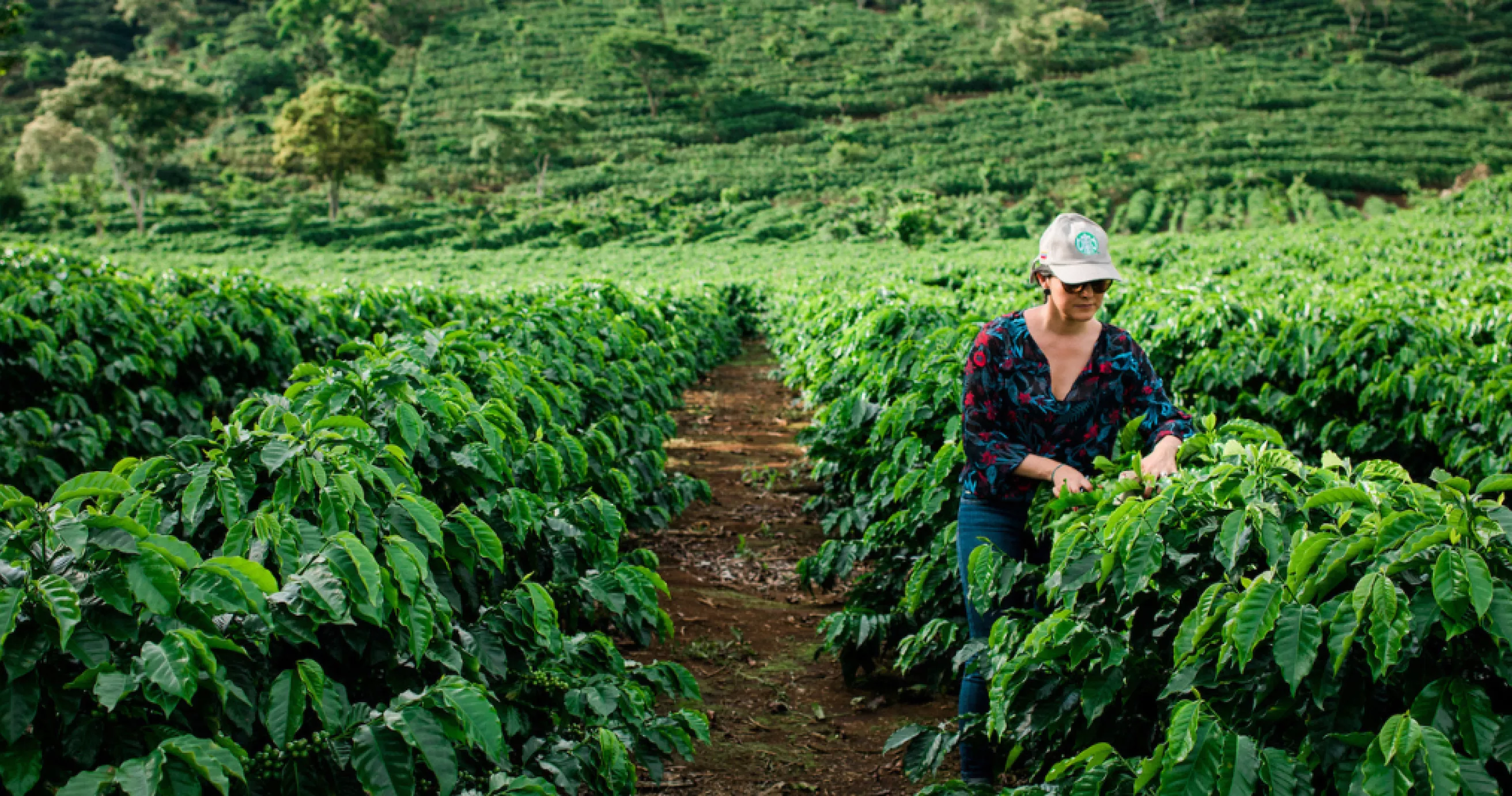Sustainability Starbucks